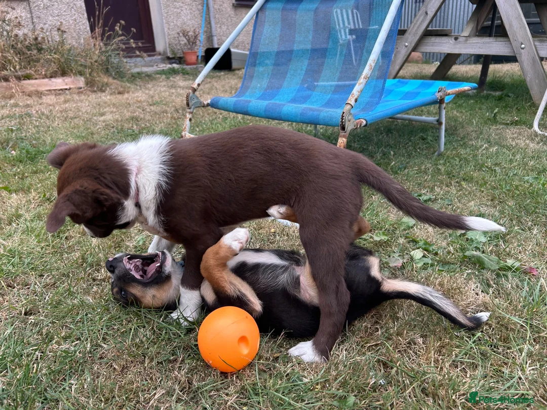 Mixed Breed dogs for sale: One female collie pup for sale  - Advert 7