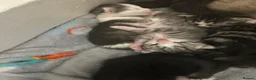 Perdoll cats for sale: Beautiful perdoll kittens available  in Birkenhead - Advert 21