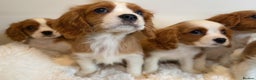 Cavalier King Charles Spaniel dogs for sale: 8 beautiful King Charles Cavalier spaniel puppies - Advert 11
