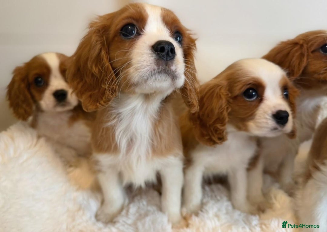 Cavalier King Charles Spaniel dogs for sale: 8 beautiful King Charles Cavalier spaniel puppies - Advert 11