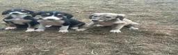 Saluki dogs for sale: Saluki puppy s  - Advert 2