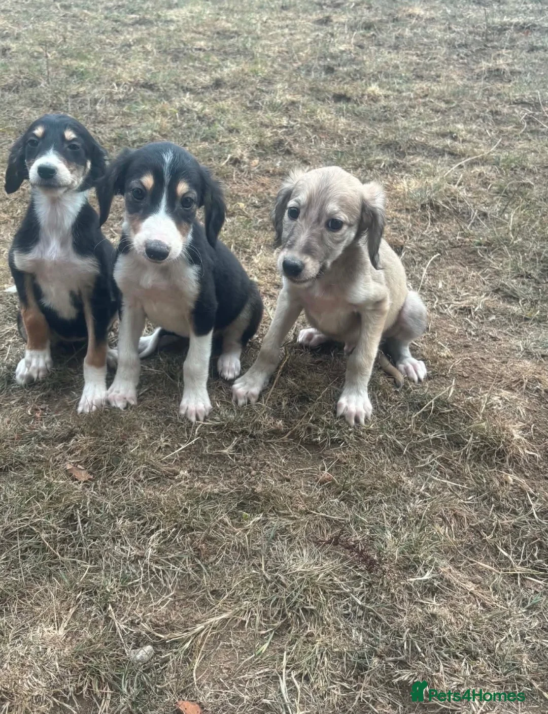 Saluki dogs for sale: Saluki puppy s  - Advert 2