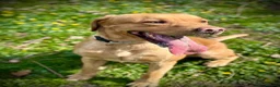Labrador Retriever dogs for stud: Proven Stud in Workington - Advert 3