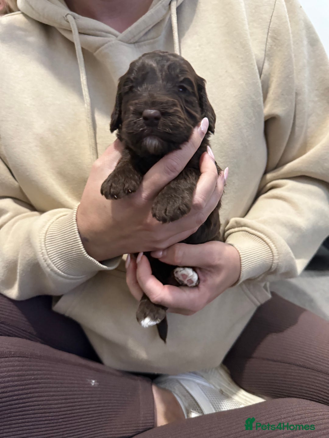 Cockapoo dogs for sale: F1 Cockerpoo’s  - Image 2