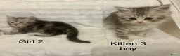 Persian cats for sale: 3 Stunning Kittens  - Advert 14
