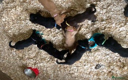 Mixed Breed dogs for sale:  8 Kelpie x labrador Puppies for sale  - Image 15