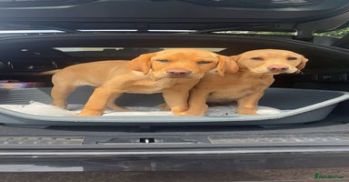 Labrador Retriever dogs - Advert 1