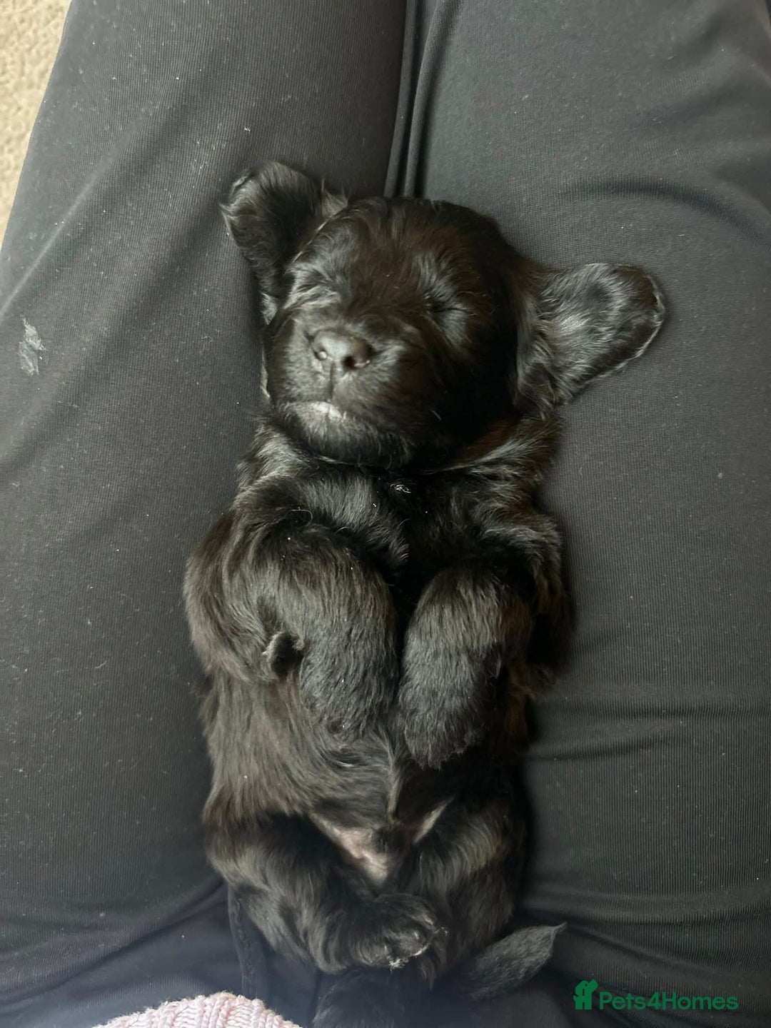 Cockapoo dogs for sale: Cockerpoo puppies  - Advert 4