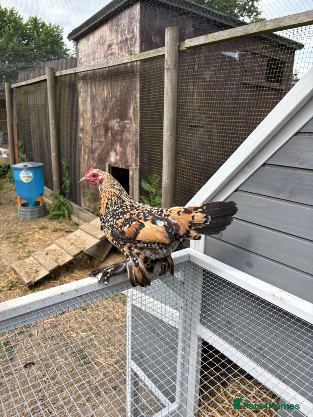 Chickens poultry for sale: Sabelpoot Hens | 6 months old in Alton - Advert 6