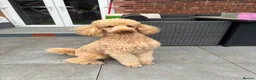 Standard Poodle dogs for stud: Standard Poodle for Stud - Advert 6