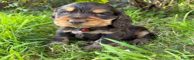 Cocker Spaniel 2