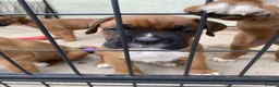 Boxer dogs for sale: Stunning litter of adorable boxer Puppies - Advert 5