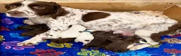 Sproodle dogs for sale: Sproodle Puppies from experienced, licensed breedr - Advert 3