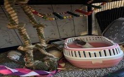 Rat rodents for sale: Beautiful rats and cage for sale  - Image 5