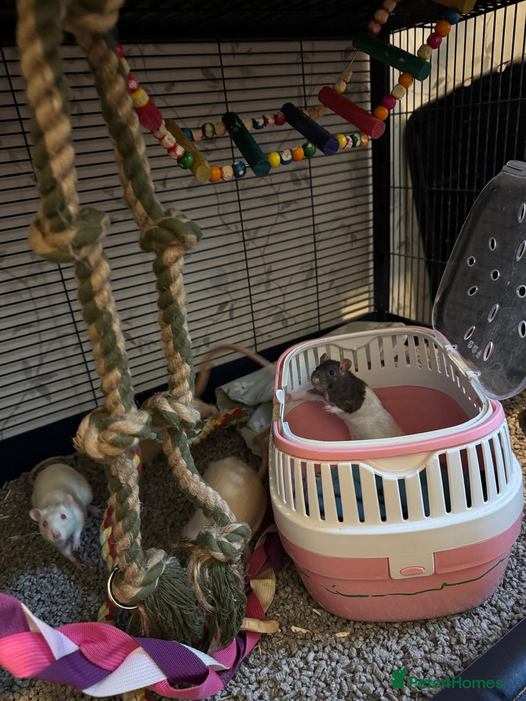 Rat rodents for sale: Beautiful rats and cage for sale  - Image 5