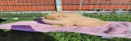 Lionhead rabbits for sale: Double Mane Lion Head Bunnies - Advert 3