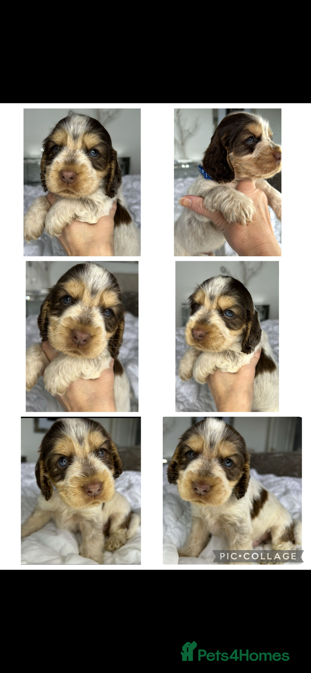 Cocker Spaniel dogs for sale: OUTSTANDING KC REG COCKER SPANIEL PUPPIES  - Image 17