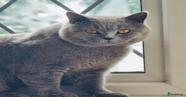 British Shorthair cats - Advert 7