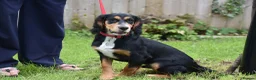 Cocker Spaniel dogs for sale: 5 Months Old Male Working Cocker KC Reg - Advert 13