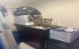 Mixed Breed cats for sale: Re home my cat aged 2  - Image 3