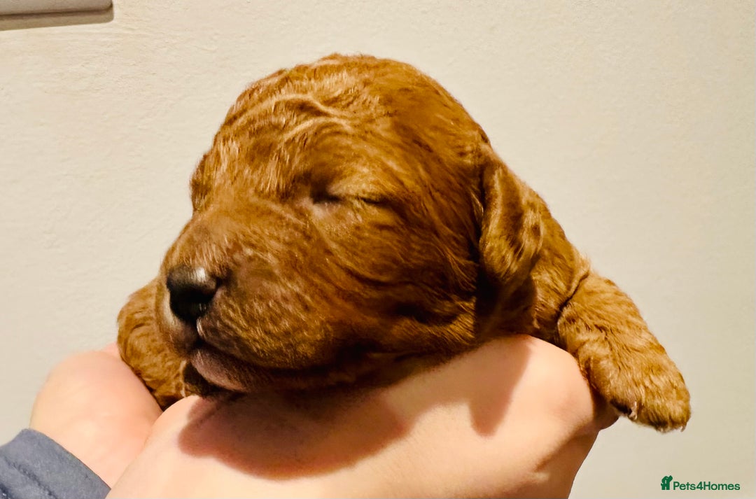 Cavapoo dogs for sale: A Premium litter of F1B Toy Cavapoo Puppies  - Advert 16