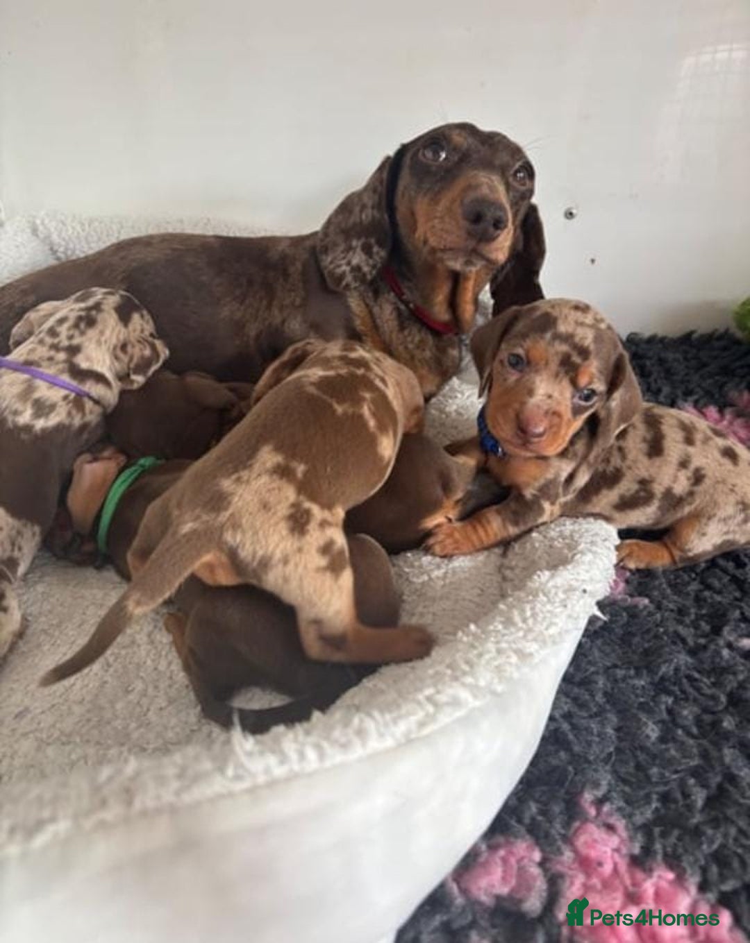Miniature Dachshund dogs for sale: BEAUTIFUL MINIATURE DACHSHUND PUPPIES - Image 8