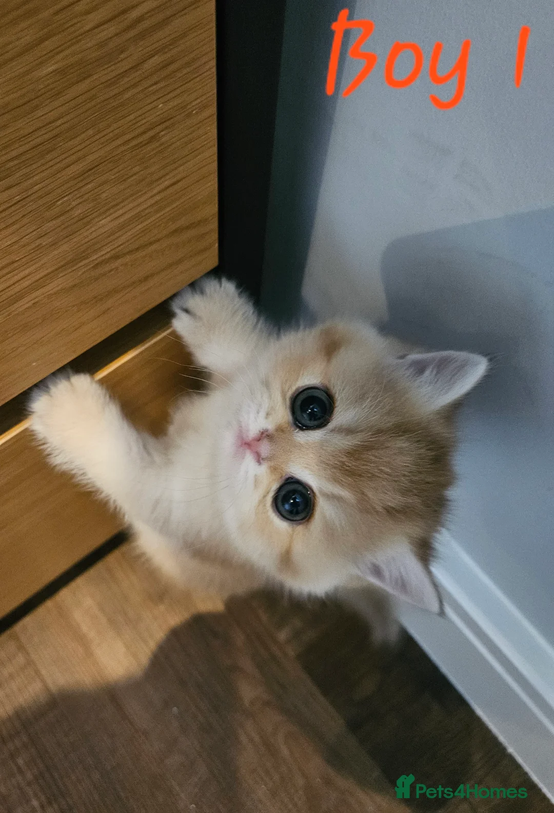 British Shorthair cats for sale: Pure Pedigree BSH Kittens GCCF Rare Golden /Silver - Advert 2