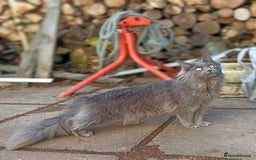 Maine Coon cats for sale: Blue Maine coon kittens  - Advert 11