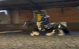 Tinker horses for sale: Piebald 12.2 6yrold gelding - Image 5