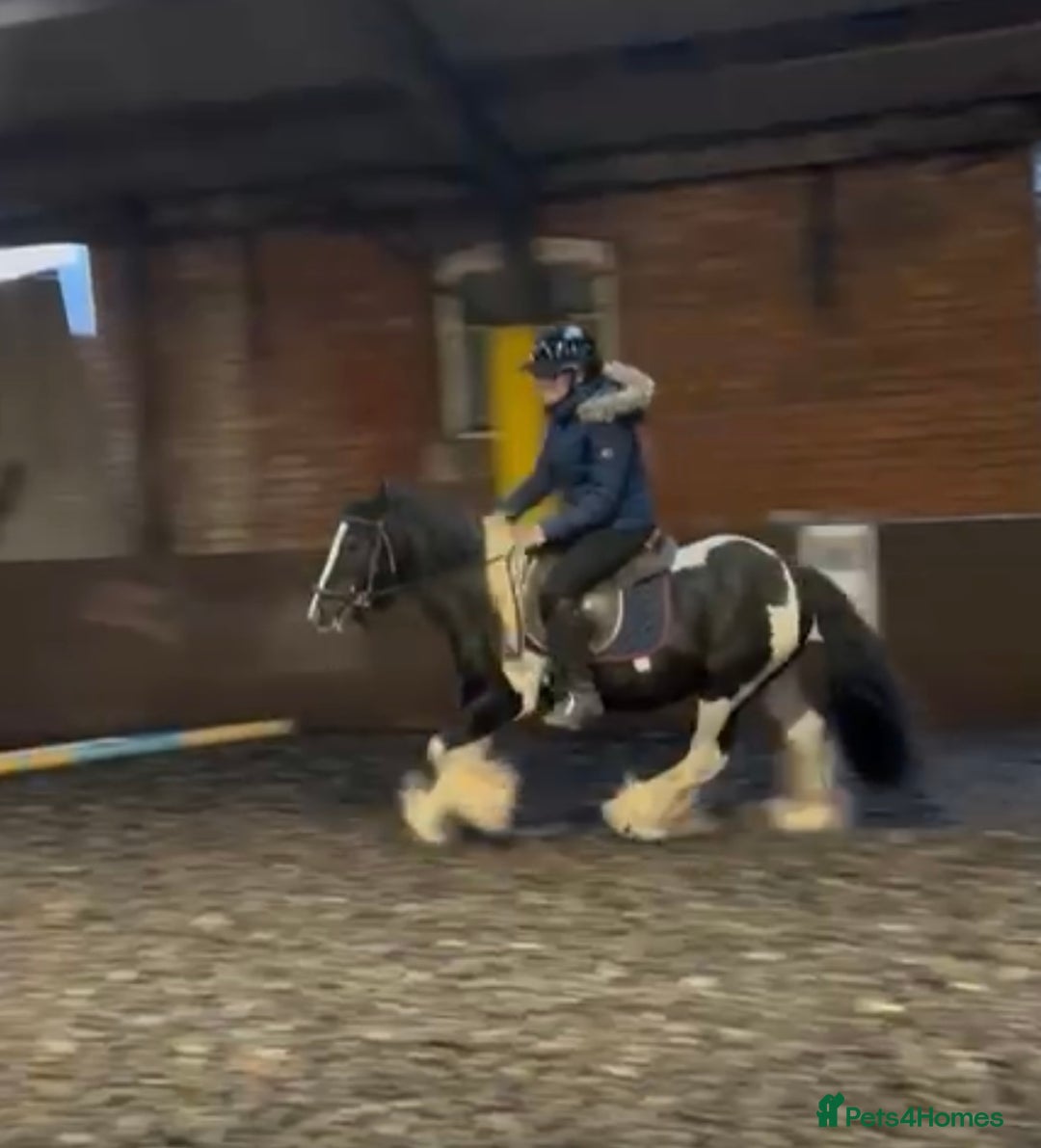 Tinker horses for sale: Piebald 12.2 6yrold gelding - Image 5