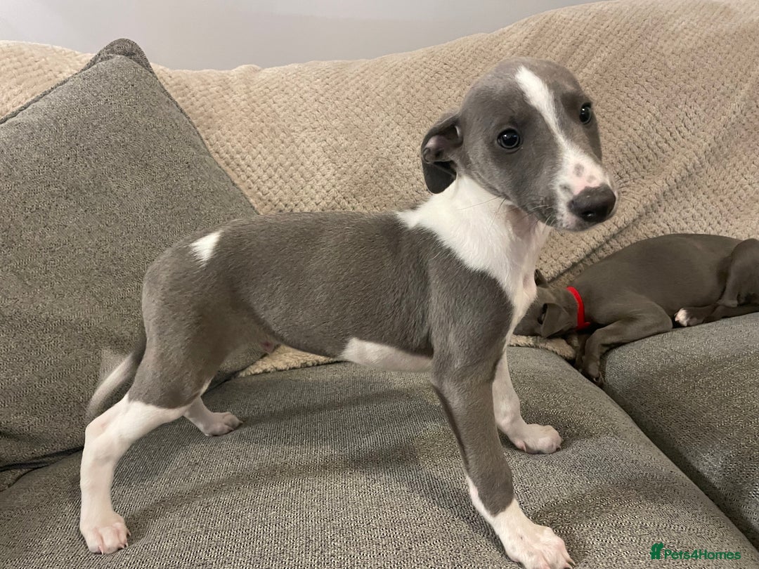 Whippet dogs for sale: ⭐️ Beautifully bred whippet pups ⭐️ - Image 15