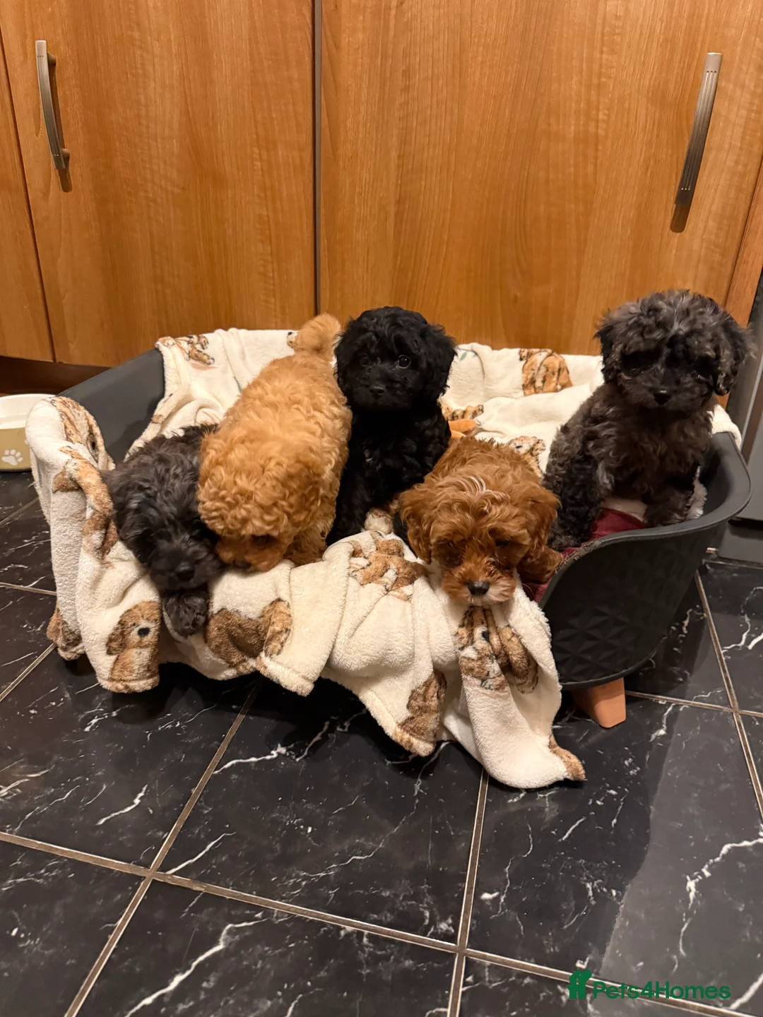 Cavapoo dogs for sale: 5 pups for sale - Advert 12