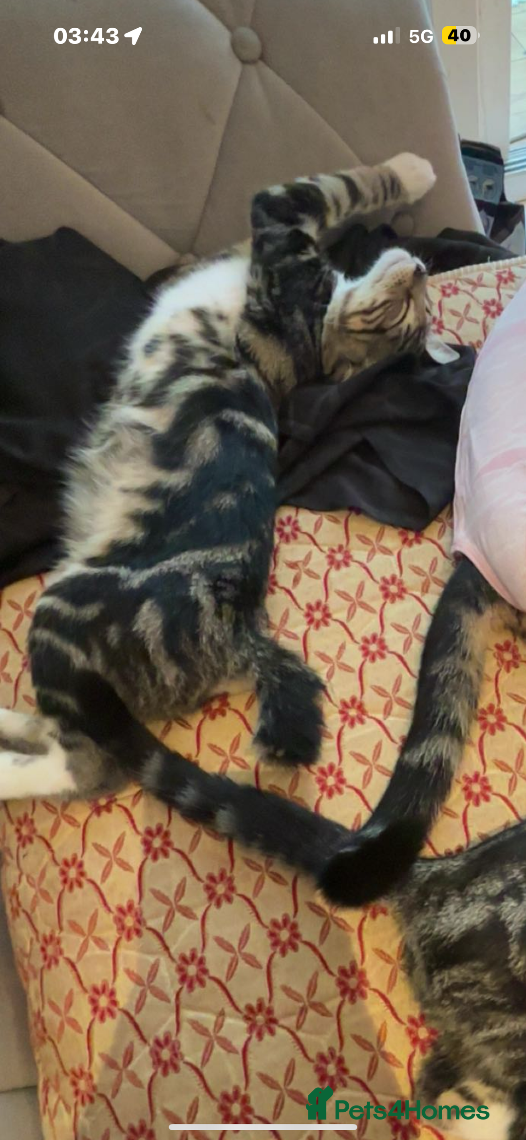 Domestic Shorthair cats for sale: Male Kitten - very cuddly and friendly  - Image 9