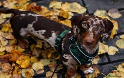 Miniature Dachshund dogs for stud: Loki dapple miniature dachshund Stud - Image 5