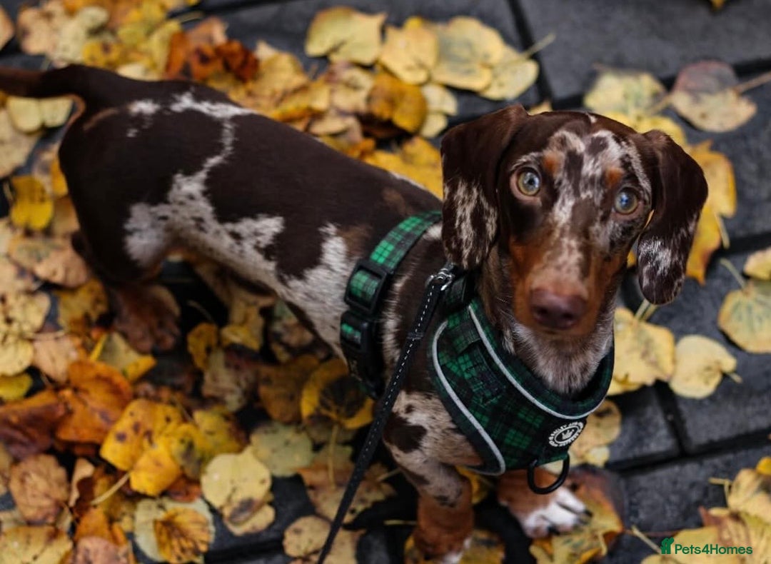 Miniature Dachshund dogs for stud: Loki dapple miniature dachshund Stud - Image 5