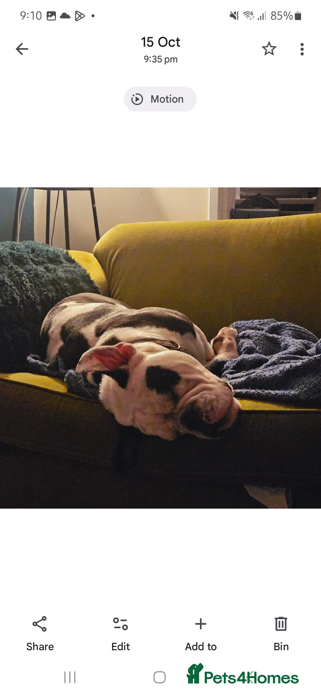 Mixed Breed dogs for sale: Olde tyme English bulldog  - Advert 2