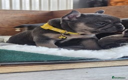 French Bulldog dogs for sale: KC REGISTERED BLUE & TAN FRENCHIES BOYS & GIRLS - Image 16