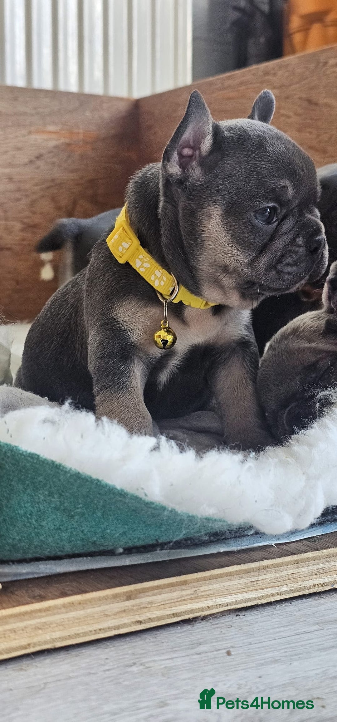 French Bulldog dogs for sale: KC REGISTERED BLUE & TAN FRENCHIES BOYS & GIRLS - Image 16
