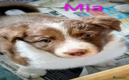 Border Collie dogs for sale: Red and white border collie/Sheepdog Pups - Image 5
