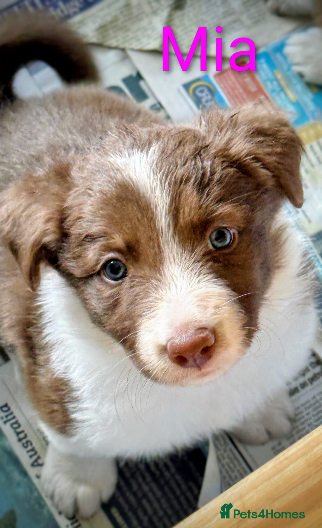 Border Collie dogs for sale: Red and white border collie/Sheepdog Pups - Image 5