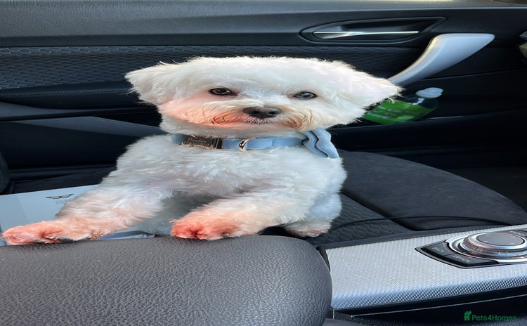 Maltipoo dogs - Advert 1
