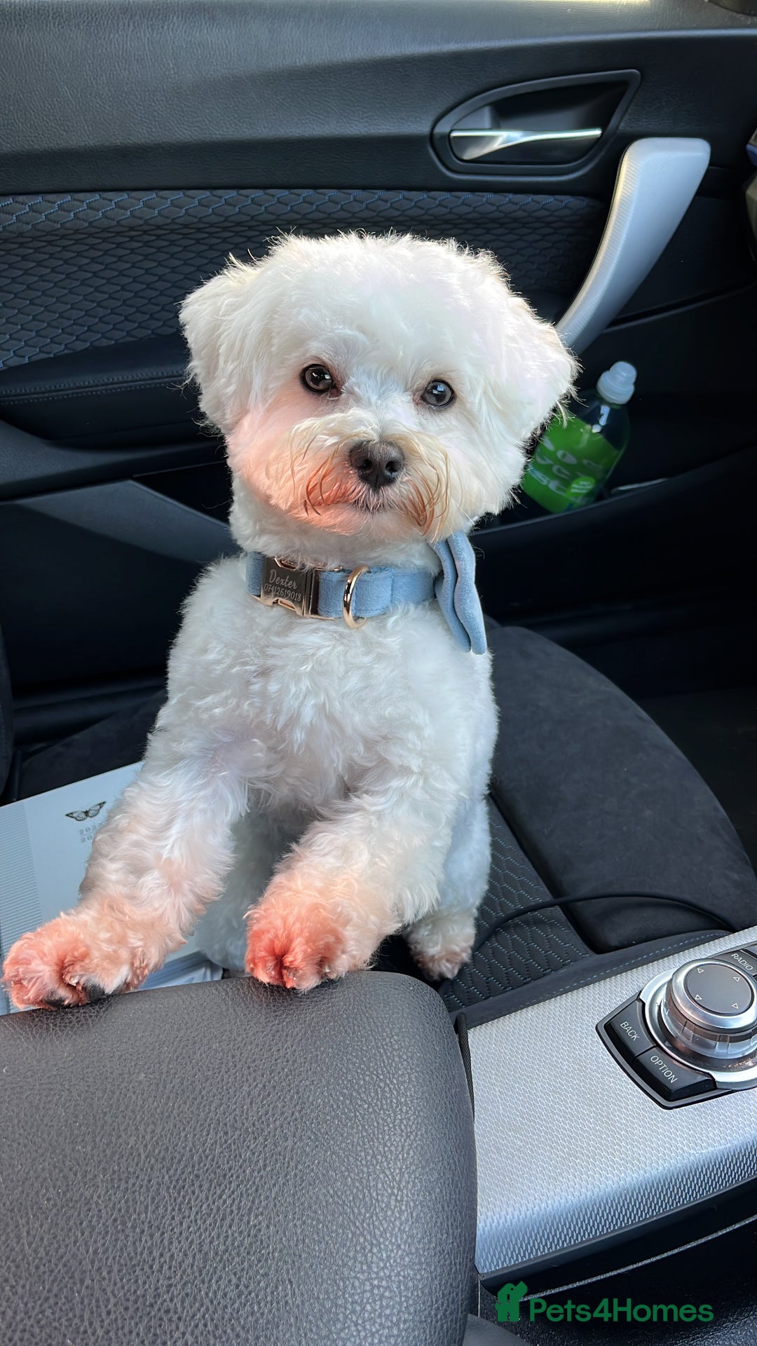 Maltipoo dogs for stud: Small Maltipoo Stud  - Image 1