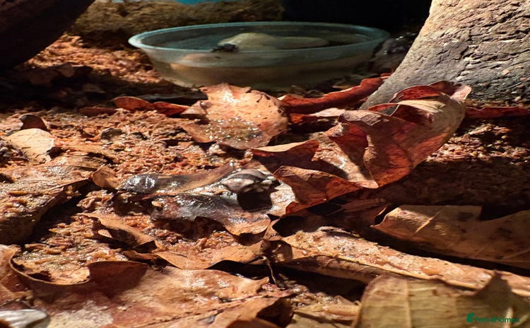 Frog reptiles - Advert 1