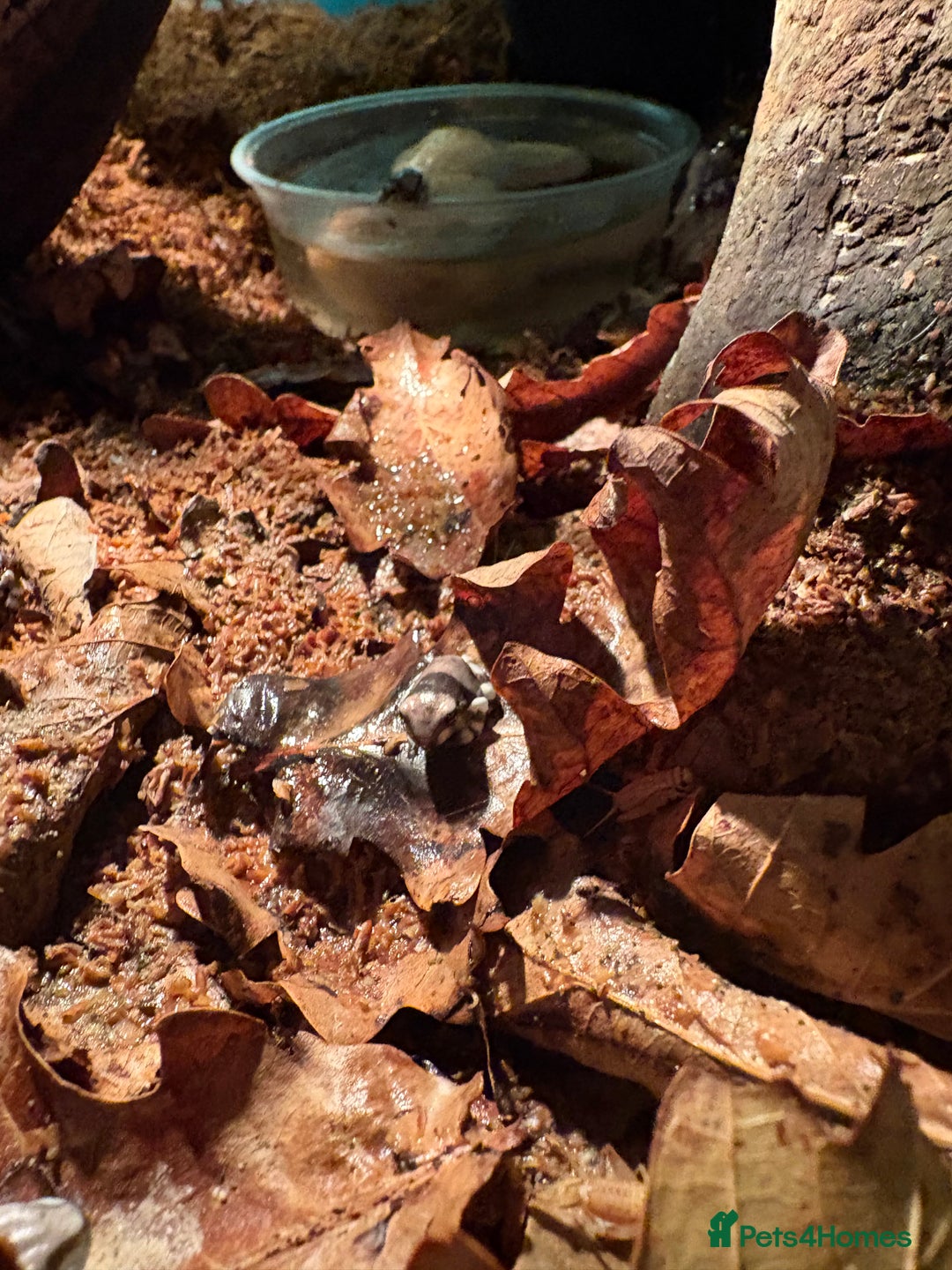 Frog reptiles for sale: Amazon milk frogs  - Image 1