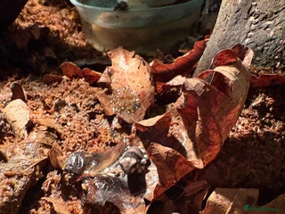 Frog reptiles - Advert 15