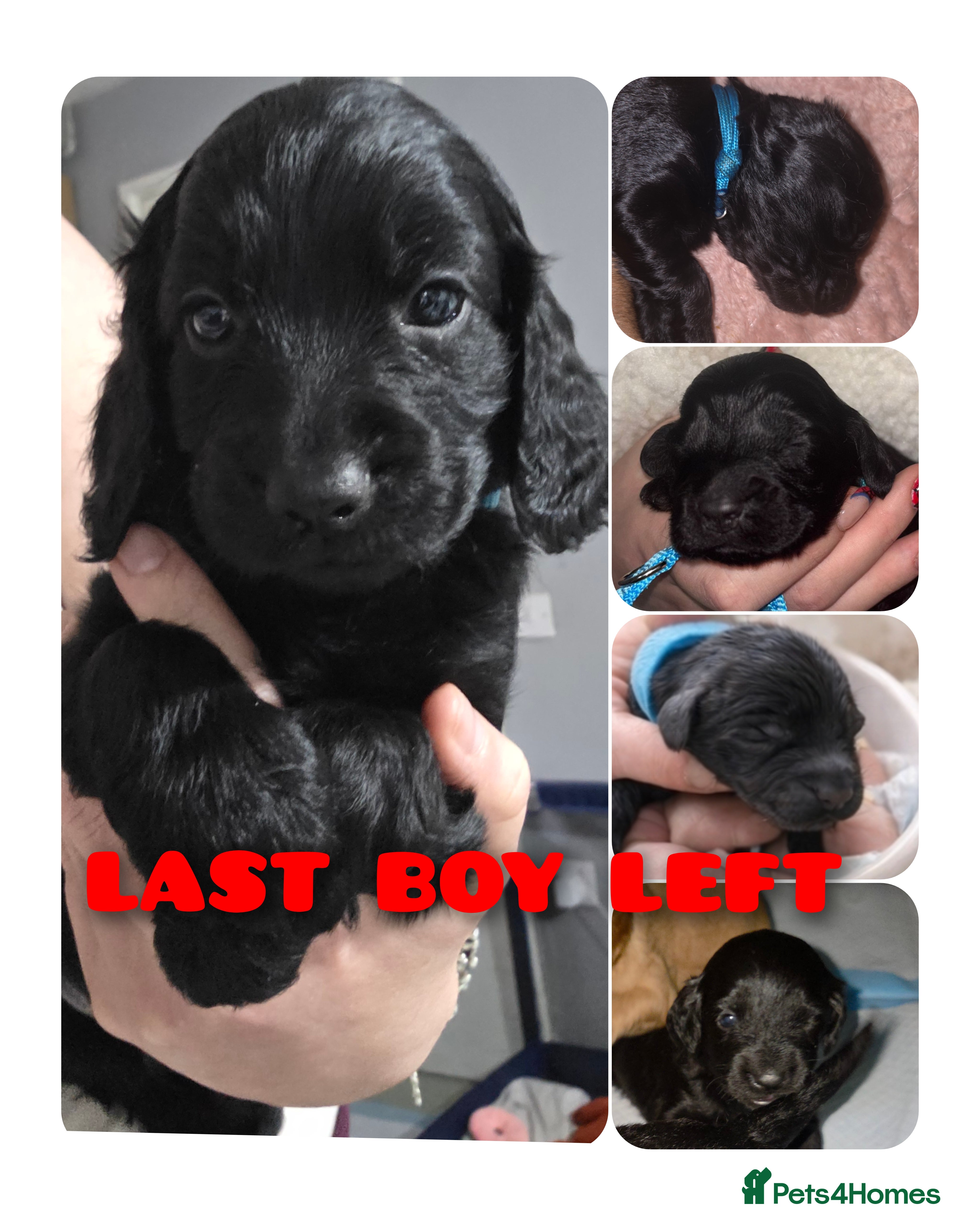 Cockapoo dogs **REDUCED**LAST PUPPY LEFT **Cockerpoo Puppies F2 - Advert 3