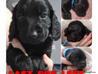 Cockapoo dogs **REDUCED**LAST PUPPY LEFT **Cockerpoo Puppies F2 - Advert 3