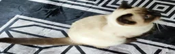 Ragdoll cats for sale: Ragdoll boy - Advert 4