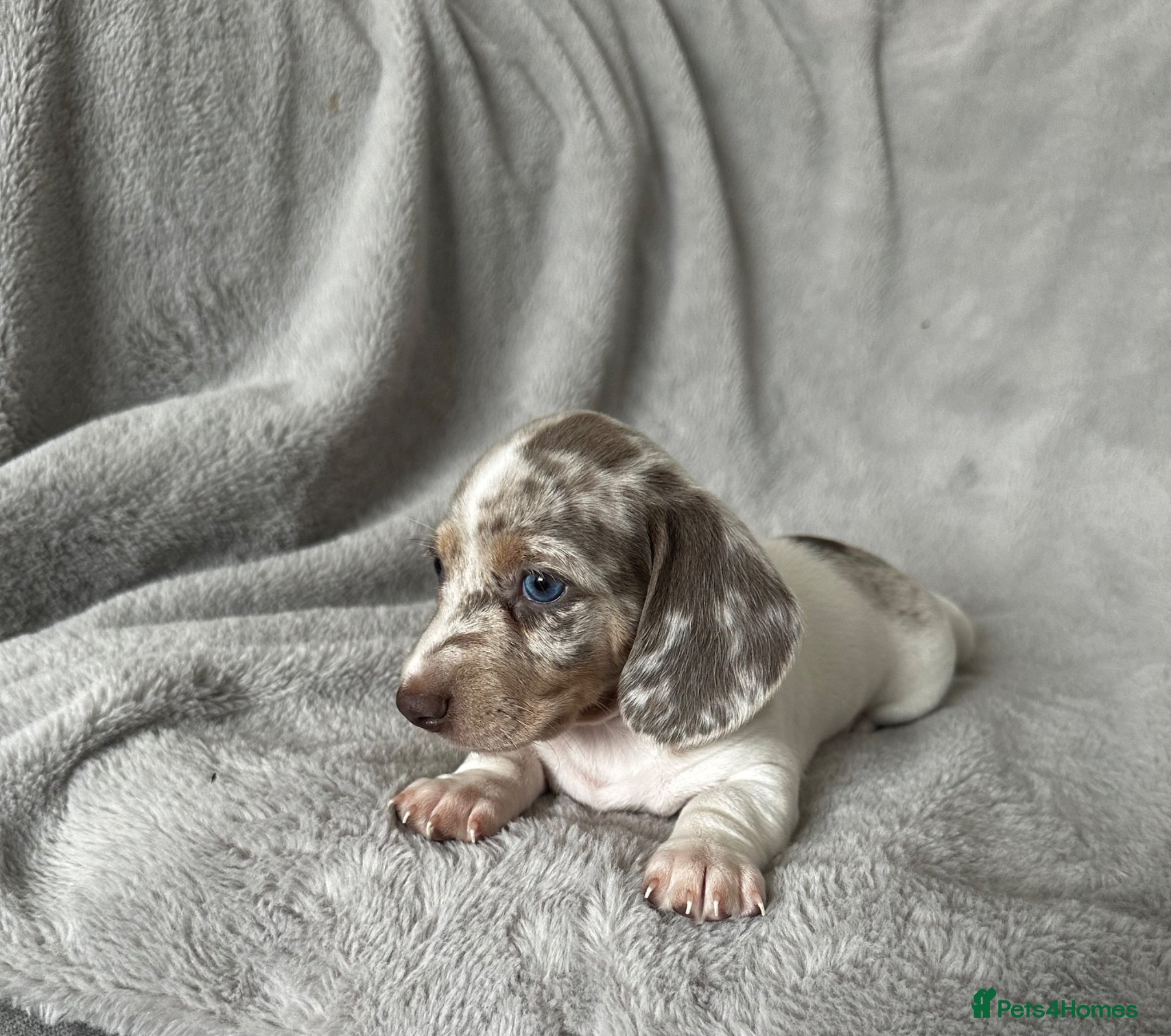 Miniature Dachshund dogs Kc Miniature Dachshunds  - Advert 1