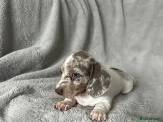 Miniature Dachshund dogs Kc Miniature Dachshunds - Advert 1